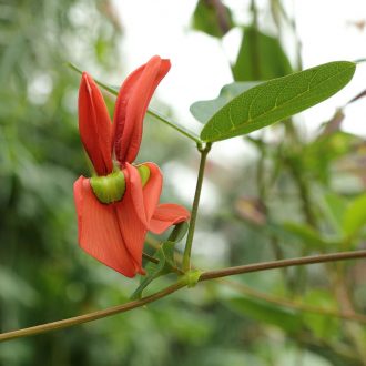 kennedia beckxiana - Australian Native Plant