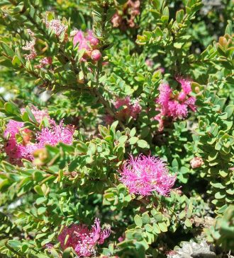 Melaleuca thymifolia Cotton Candy