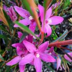 Crowea Festival - Australian Native Plant
