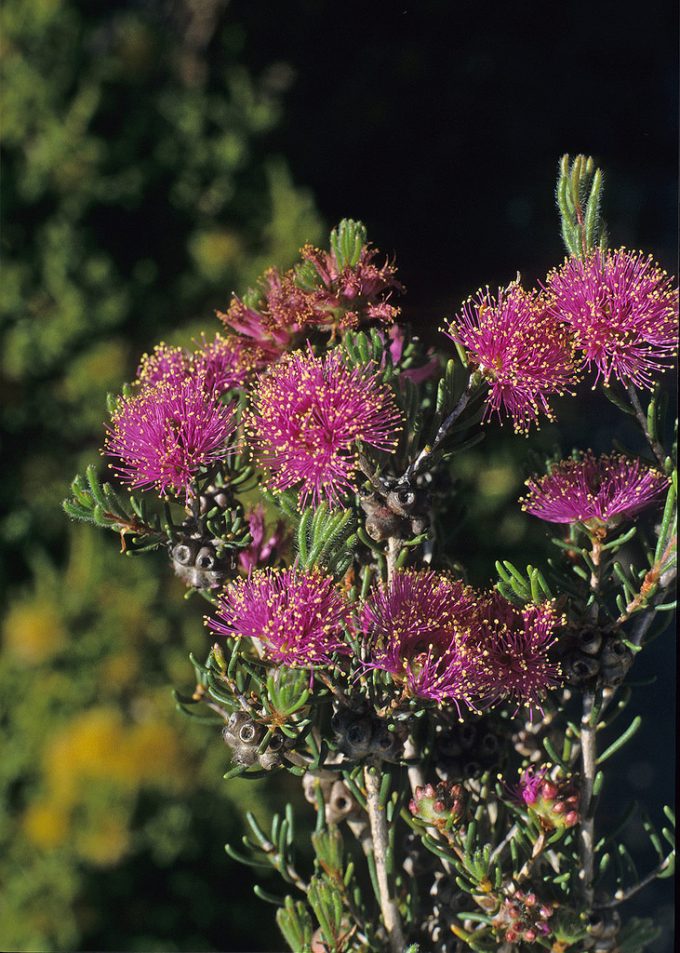 Melaleuca villosisepala - Australian Native Plant