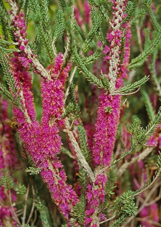 Melaleuca suberosa - Australian Native Plant