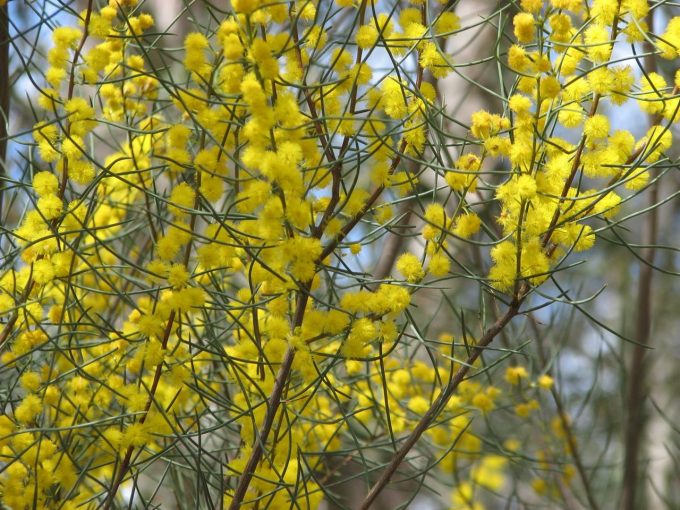 Acacia rigens - Australian Native Plant