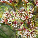 Hakea Platysperma - Australian Native Plant