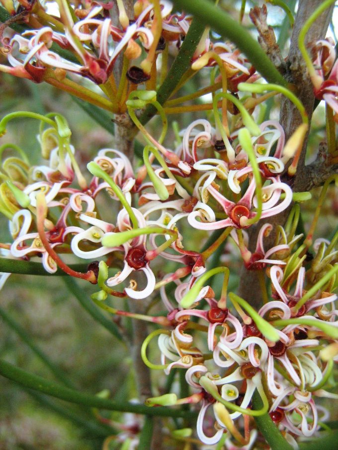 Hakea Platysperma - Australian Native Plant