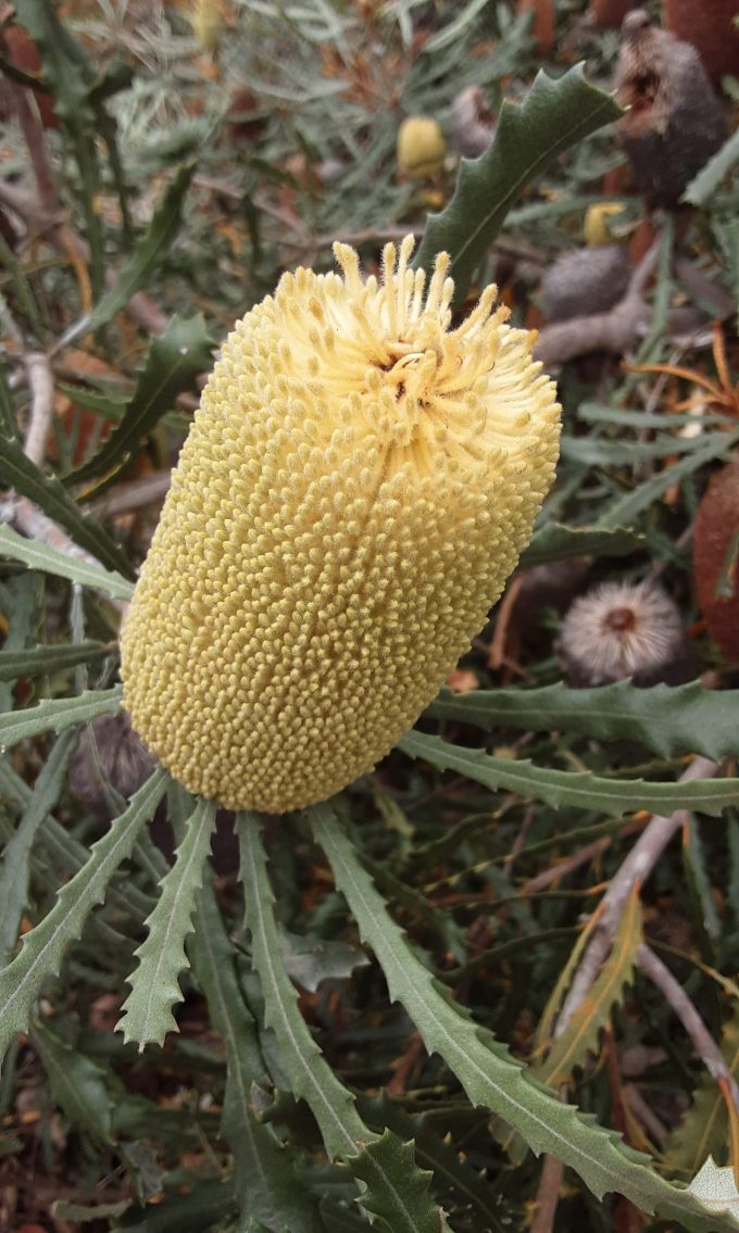 Banksia pilostylis Australian native plant