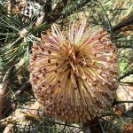 Banksia telmatiaea - Australian Native Plant