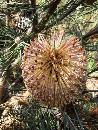 Banksia telmatiaea in 50mm Forestry Tube