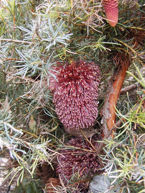 Banksia nutans var nutans in 125mm Pot