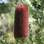 Banksia praemorsa red flowering form