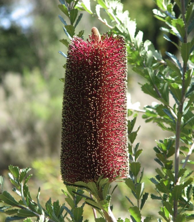 Banksia Praemorsa red in 50mm Forestry Tube
