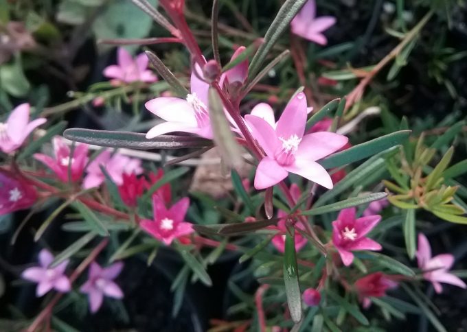 Crowea Southern Stars - Australian Native Plant
