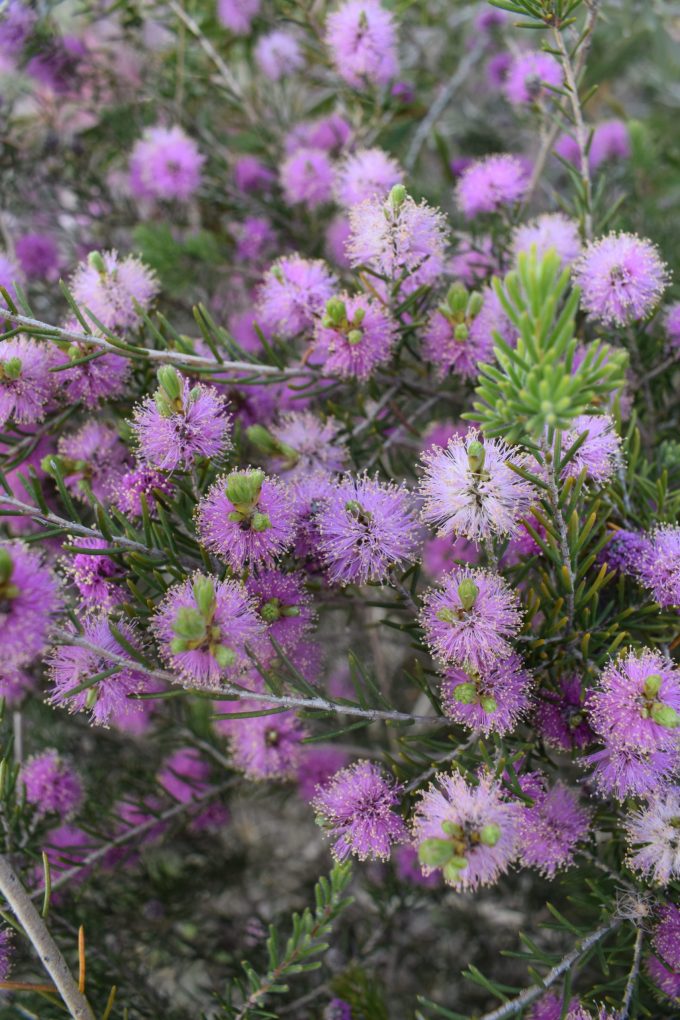 Melaleuca carrii - Australian Native Plant