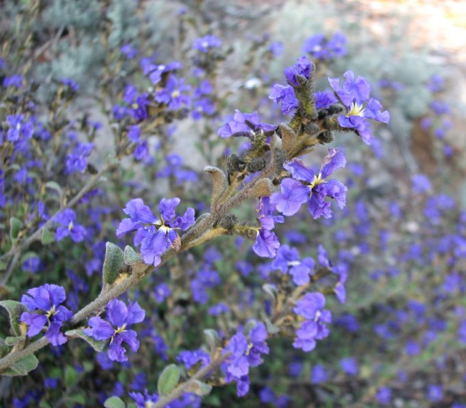 Dampiera purpurea - Australian Native Plant