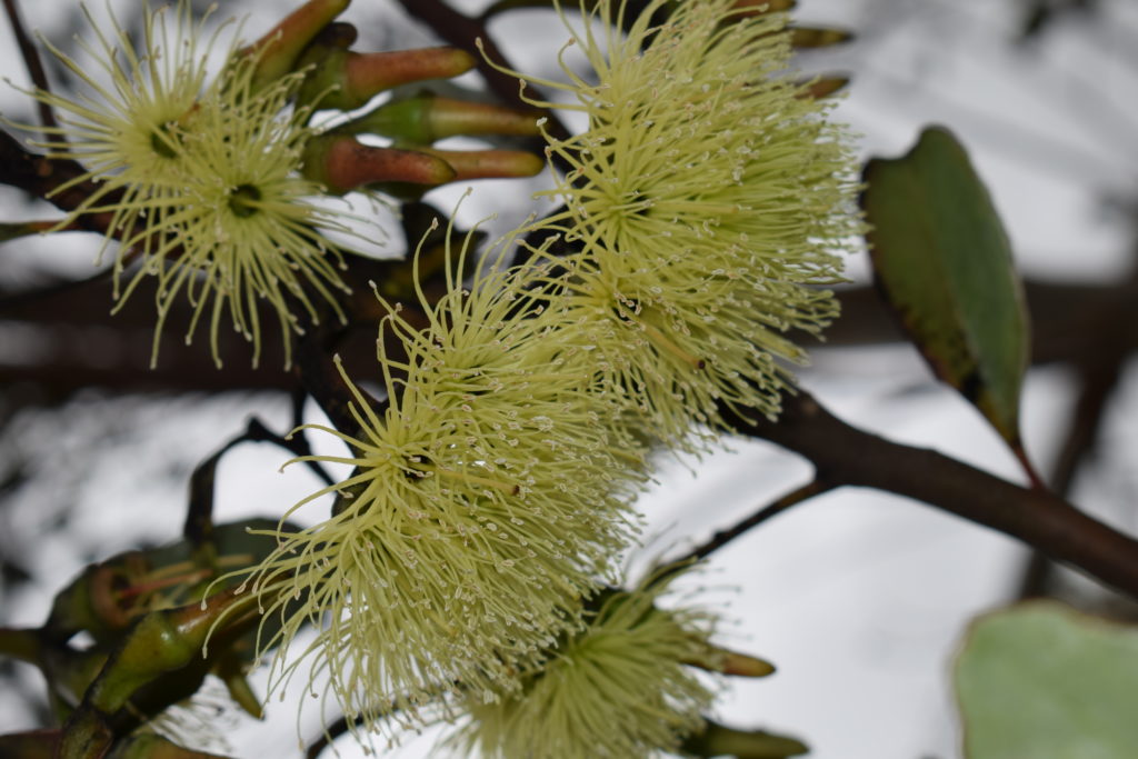 Eucalyptus platypus - Australian Native Plant