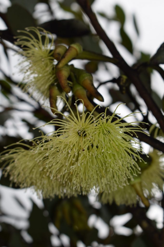 Eucalyptus platypus - Australian Native Plant