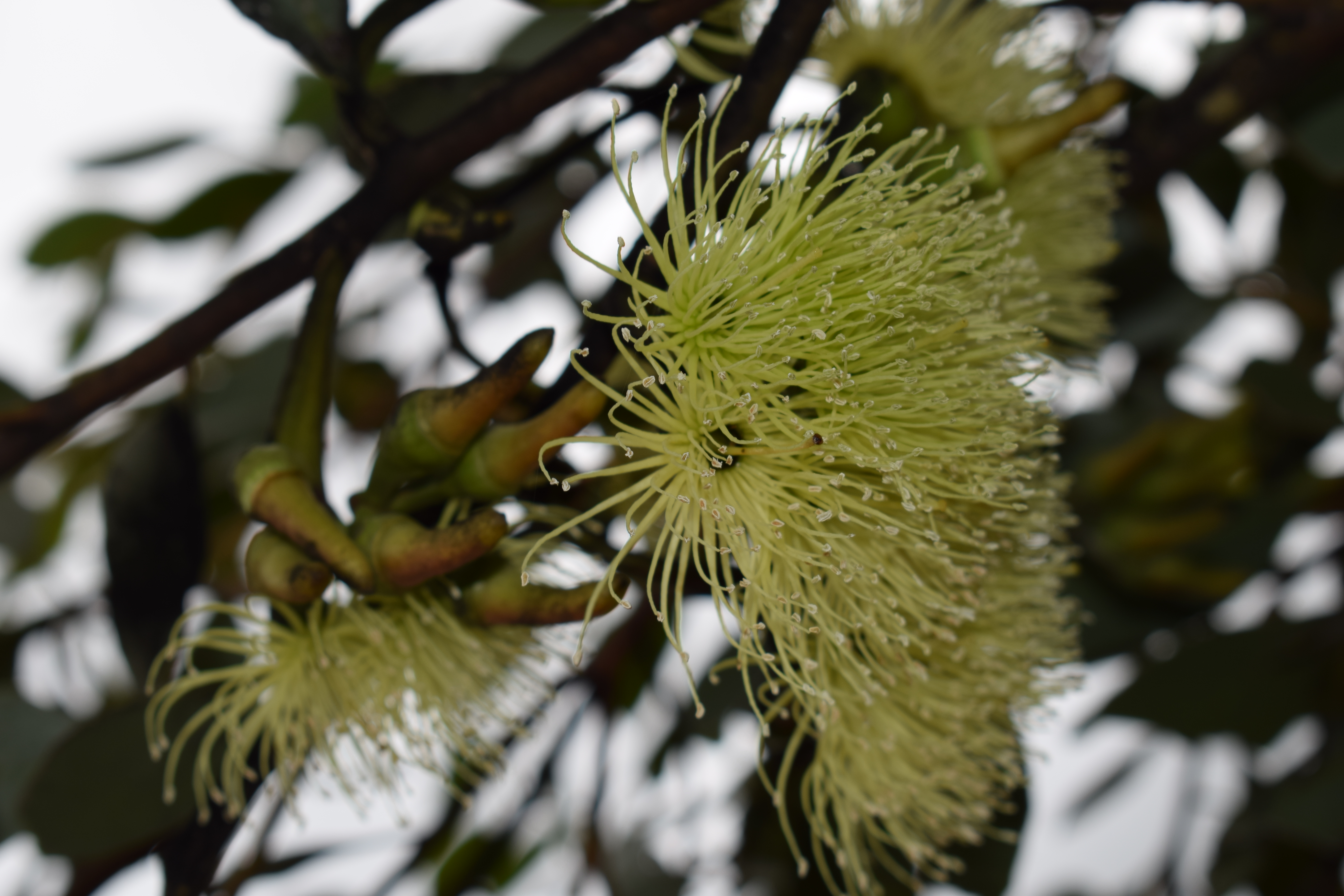 Eucalyptus platypus (Gum Tree) in 50mm Forestry Tube – Trigg Plants