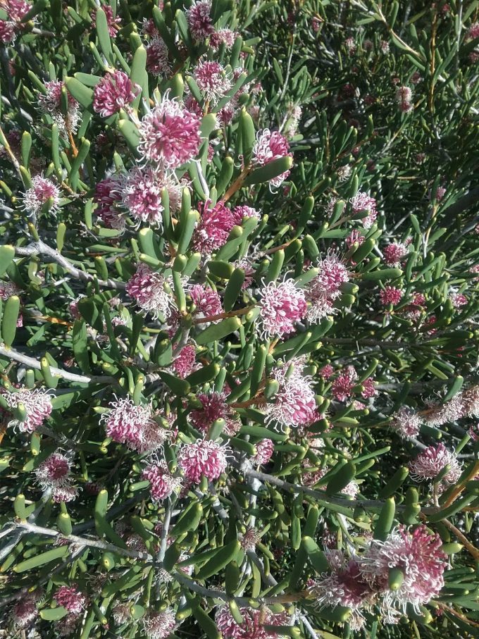 Hakea clavata - Australian Native Plant