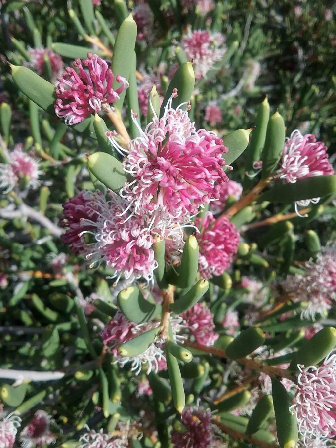Hakea clavata - Australian Native Plant