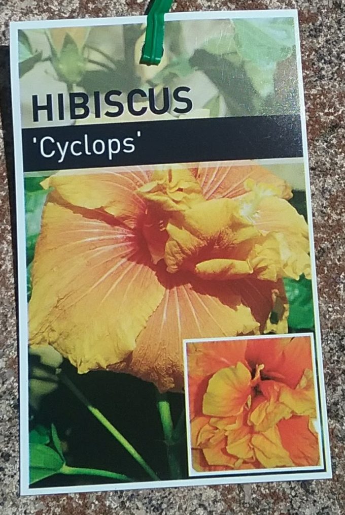 Hibiscus Cyclops