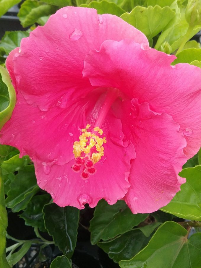 Hibiscus Gwen Mary