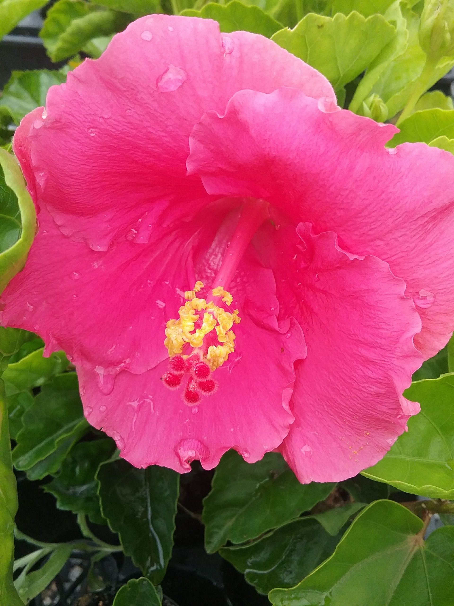 Hibiscus Gwen Mary in 68mm Super Tube – Trigg Plants