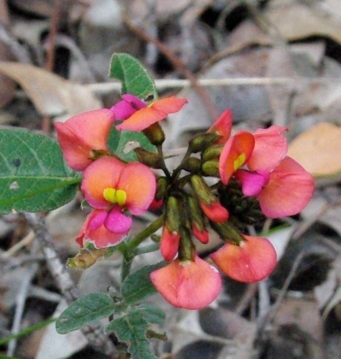 Kennedia coccinea - Australian Native Plant