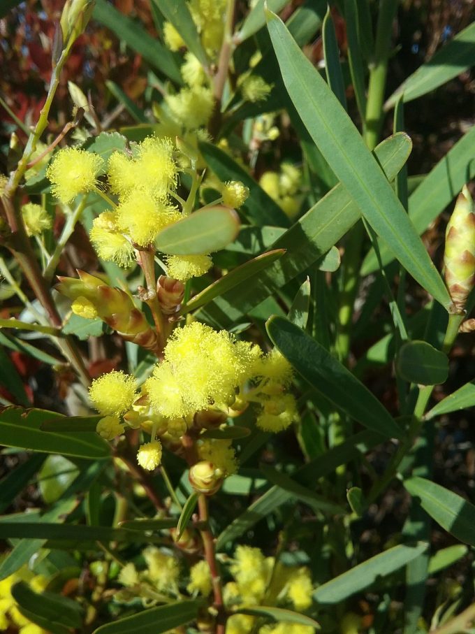 Acacia iteaphylla - Australian Native Plant