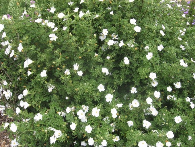Alyogyne huegelii white - Australian Native Plant