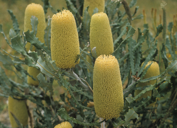 Banksia pilostylis in 50mm Forestry Tube