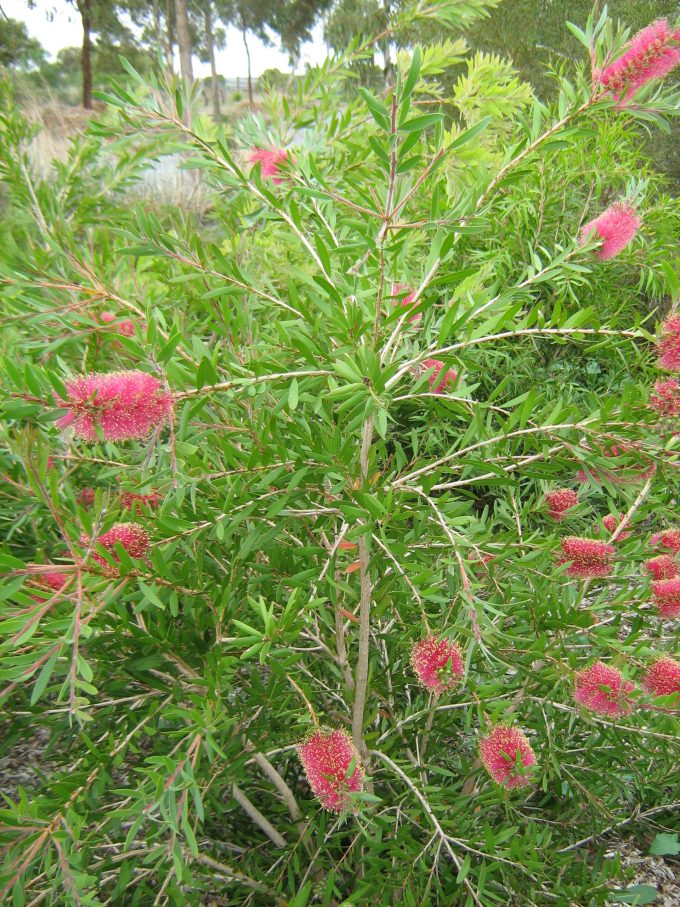 Callistemon rugulosus - Australian Native Plant