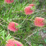 Callistemon rugulosus - Australian Native Plant