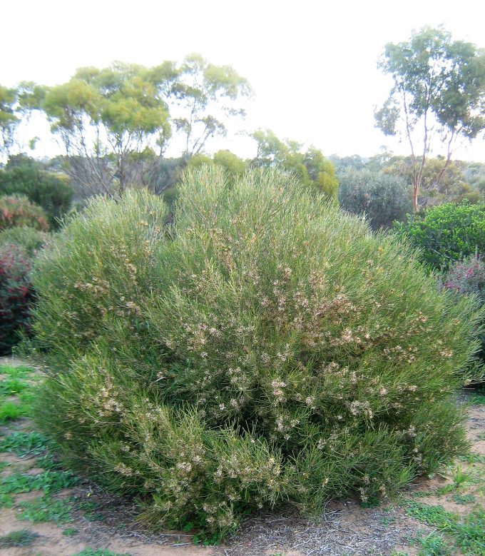 Hakea platysperma - Australian Native Plant