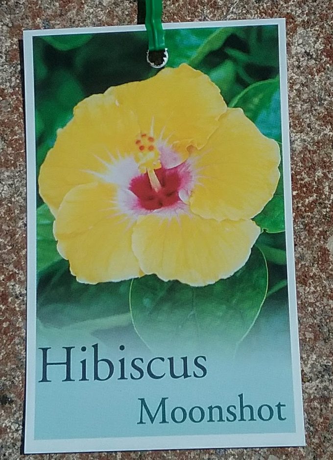 Hibiscus Moonshot