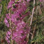 Melaeuca ctenoides - Australian Native Plant