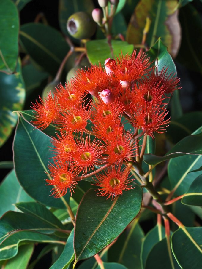 Eucalyptus ficifolia - Australian Native Plant