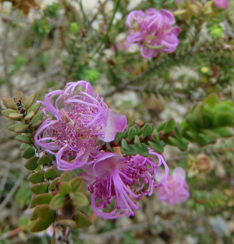 Melaleuca pulchella in 75mm Supergro Tube – Trigg Plants