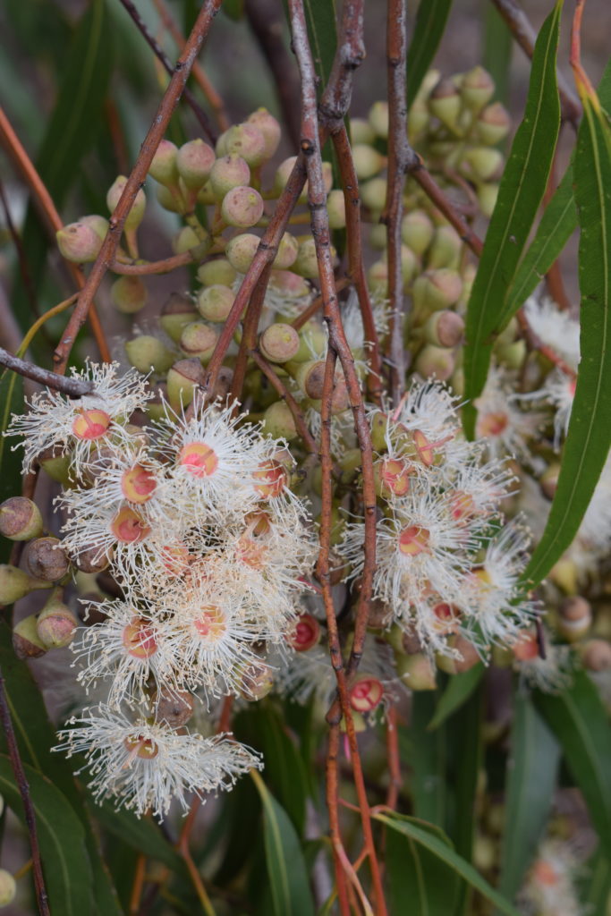 Eucalyptus citriodora syn Corymbia in 50mm Forestry Tube – Trigg Plants