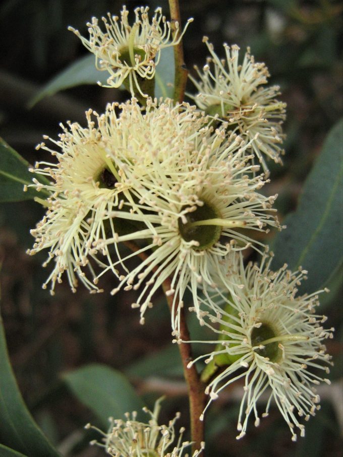 Eucalyptus moluccana - Australian Native Plant