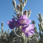 Eremophila nivea - Australian Native Plant