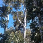 Eucalyptus lailae - Australian Native Plant