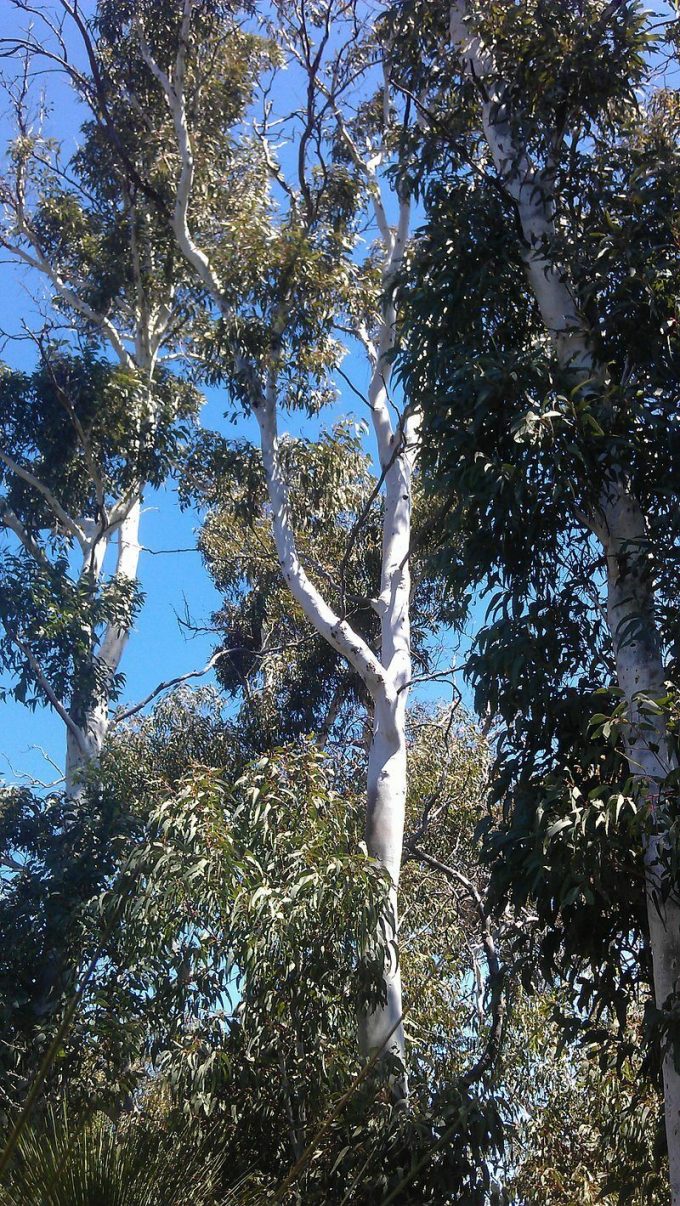 Eucalyptus lailae - Australian Native Plant