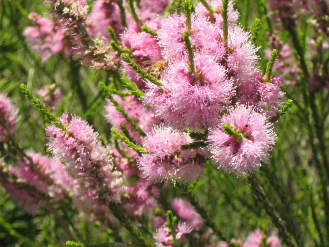 Melaleuca huegelii pink - Australian Native Plant