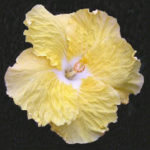 Hibiscus Kinchens Yellow