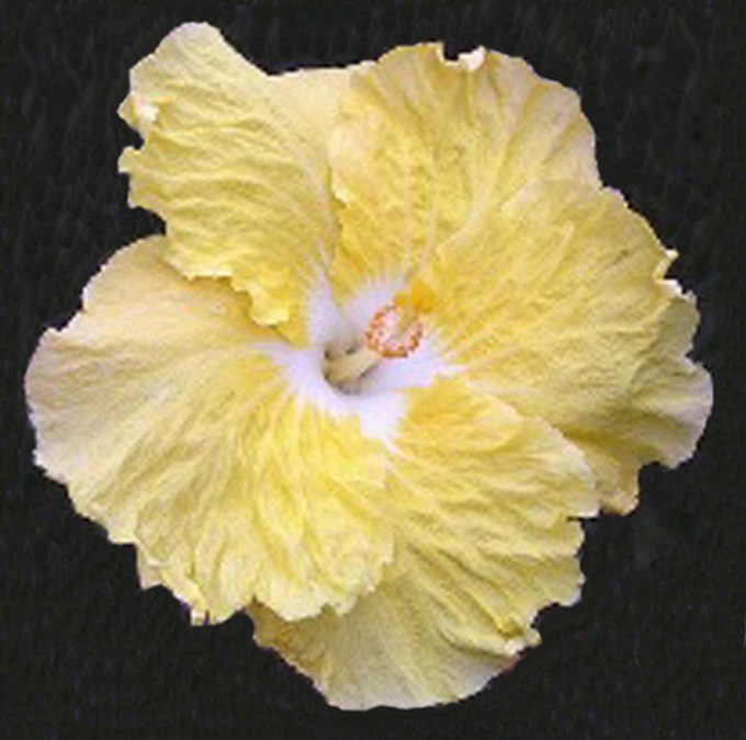 Hibiscus Kinchens Yellow