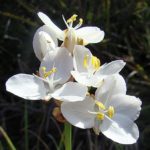 Libertia chilensis - Perennial Plant