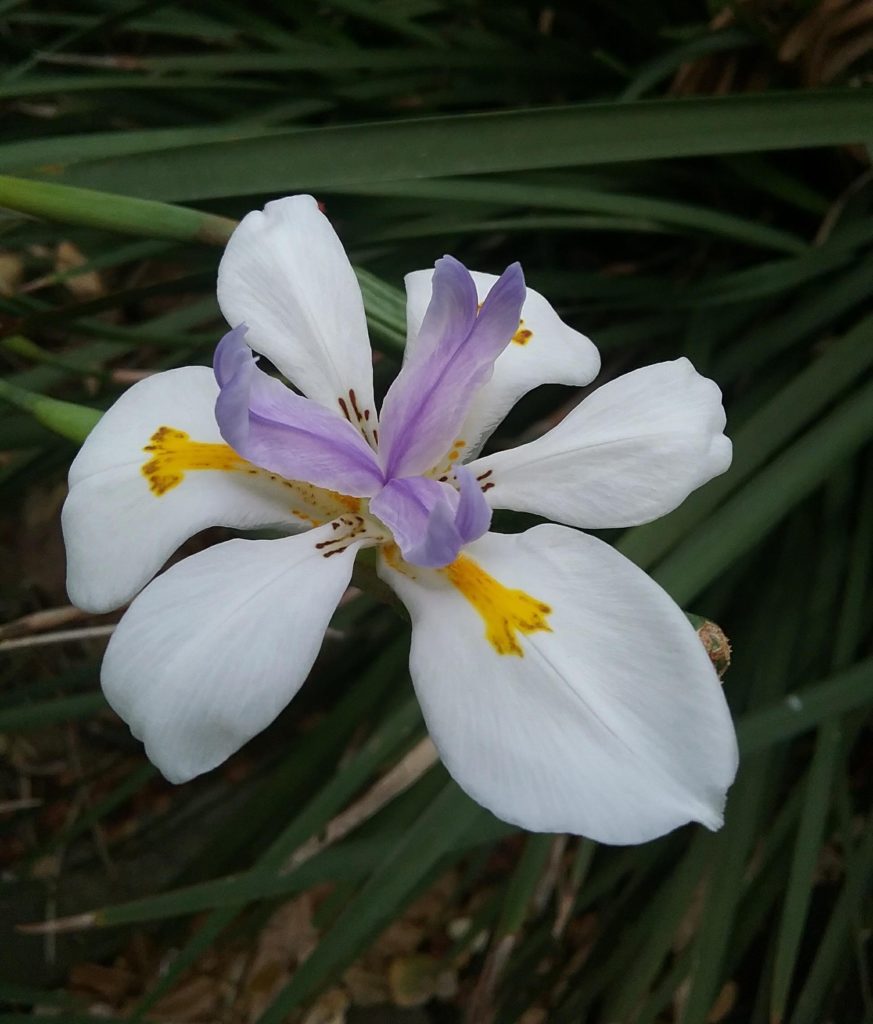 Dietes iridioides (wild iris) in 50mm Forestry Tube Trigg Plants
