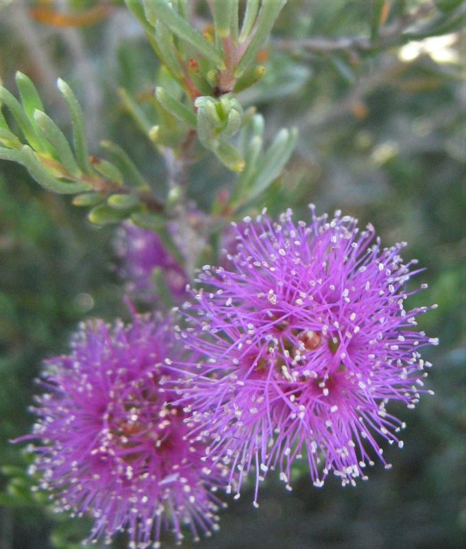 Melaleuca clavifolia - Australian Native Plant