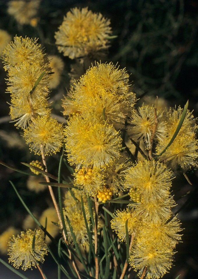 Melaleuca concreta - Australian Native Plant