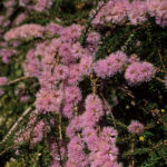 Melaleuca depauperata - Australian Native Plant