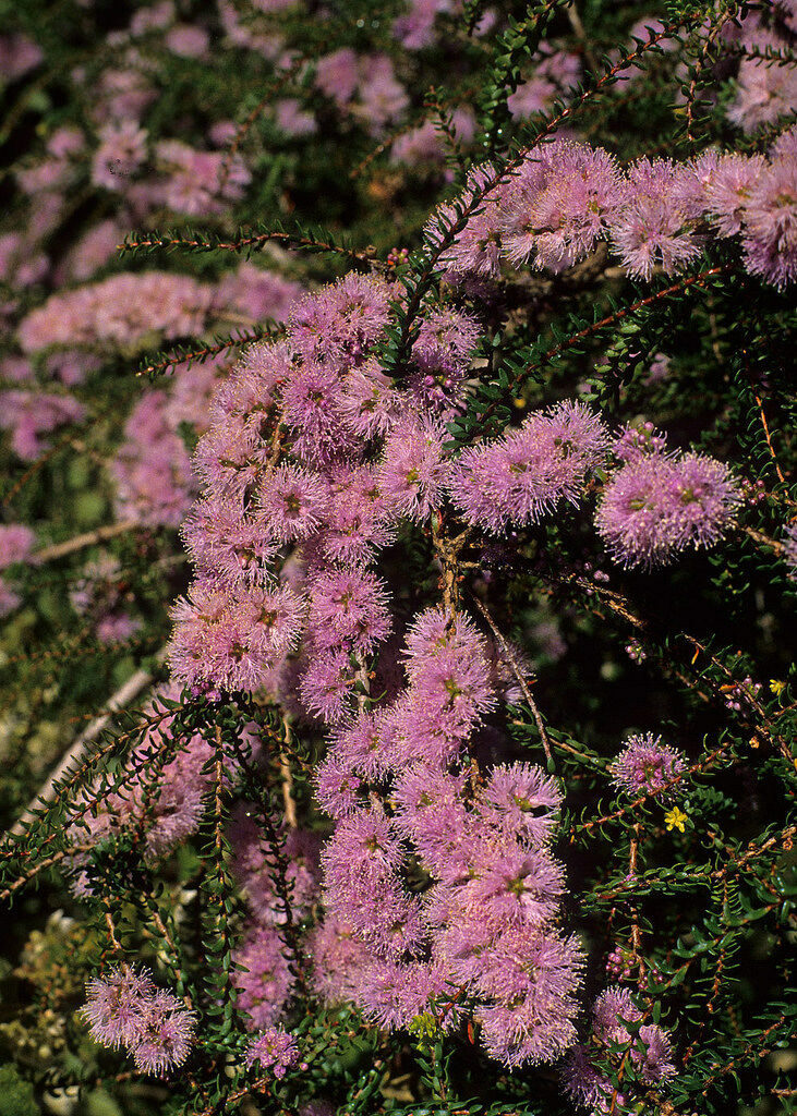 Melaleuca depauperata - Australian Native Plant